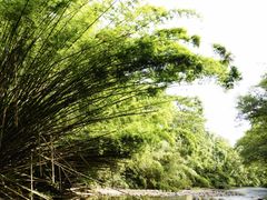 -九曲溪竹筏码头