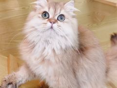 -猫十亿·布偶金渐层·曼基康矮脚猫舍(青年路店)