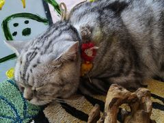 -平行世界·猫咖(首经贸店)