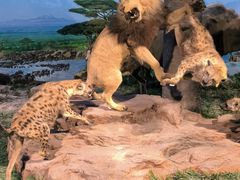 -国家自然博物馆