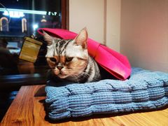 -有猫主题·治愈系猫咖(曾厝垵店)