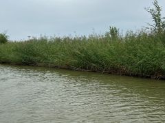 -哈素海