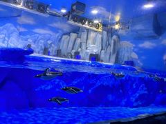 -石家庄极地海洋世界