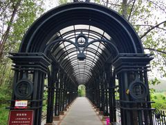 -合肥滨湖国家森林公园