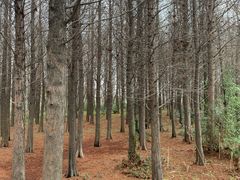 -溱湖国家湿地公园