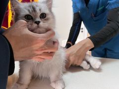 -瑞派长江宠物医院·猫科·外科·24小时夜护(谊城公寓分院)