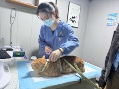 -半岛宠物医院24小时(科华中路店)