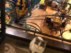 -more than meow吴止猫主题餐厅(承德 中船汇店)