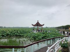 -荷花荡