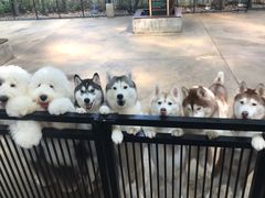 -TrueLove @ Neverland (Husky Cafe)