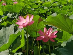-莲花池公园