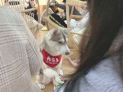 -Husky Go! 哈士奇体验馆·宠物咖啡厅狗咖