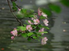 -棠湖公园