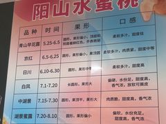 -老袁家蜜桃农场·阳山水蜜桃