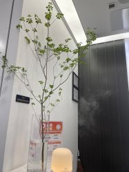 -程Studio