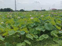 -嘉北郊野公园