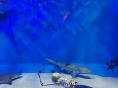 -太平洋海底世界