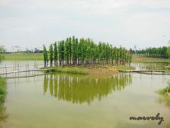 -杭州湾海上花田景区