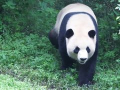 -成都大熊猫繁育研究基地