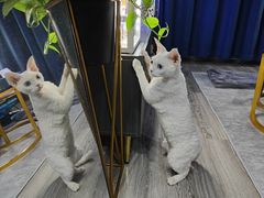 -十年猫舍·猫咪专门店(普陀店)