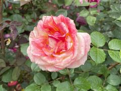 -莲池书院博物馆