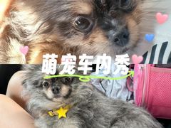 -德元·美联众合24小时动物医院(总院)