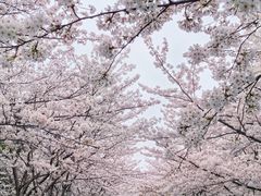 -高东镇樱花园