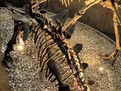 -国家自然博物馆