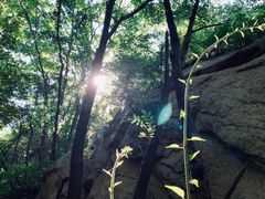 -大岭沟猕猴桃谷风景区