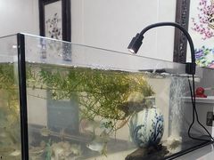 -观桥阁(锦溪店)