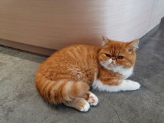 -瞄一喵猫咖(格力海岸店)