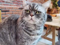 -豆逗聊愈猫阁Easy Life