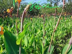 -白塘生态植物园