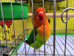 -Rabbit Cafe私房西餐甜点咖啡(栖霞路店)