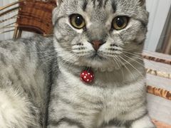 -芭比堂动物医院·犬猫全科·异宠专科(雁塔分院)