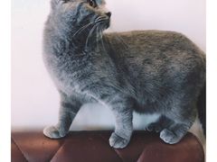 -共舞时光猫咖·狗咖(新街口店)