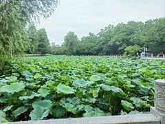 -渌洋湖湿地公园