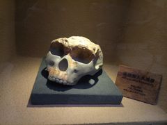 -陕西自然博物馆