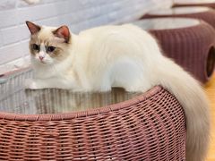 -momokira米努特·德文卷毛猫·棉花面纱犬