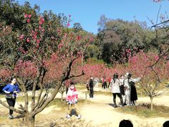 -南国桃园旅游度假区