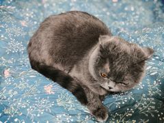 -PETKIT小佩宠物·低压洗护(国顺东路店)