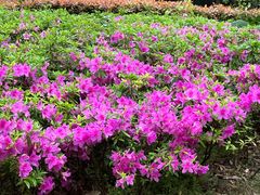 -新虹桥中心花园