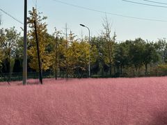 -羊亭河湿地公园