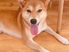 -柴犬高等学院·狗咖·柴犬售卖·宠物训练