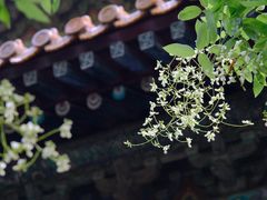 -隆兴寺
