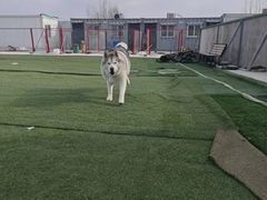 -宠物寄养训练学校