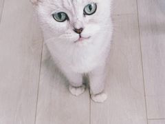 -喵的天空名猫咖啡馆·撸猫·猫舍·用品