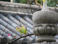 -光孝寺