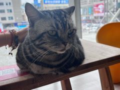 -藏猫猫咖啡主题馆(中央大道店)