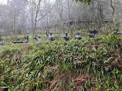 -娄山关景区